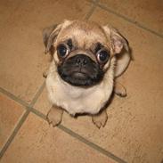 Mops Simba