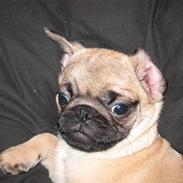 Mops Simba