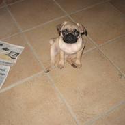 Mops Simba