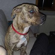 Blanding af racer Amstaff/Presa *Chanell*