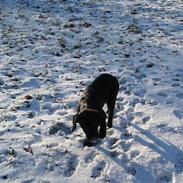 Labrador retriever Sille