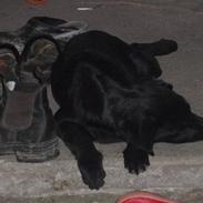 Labrador retriever Sille