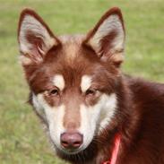 Finsk hyrdehund Russjkat R.I.P