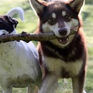 Finsk hyrdehund Russjkat R.I.P