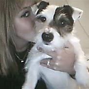 Jack russell terrier Jack