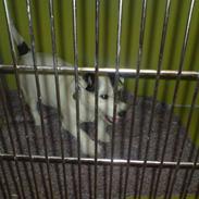 Jack russell terrier Jack