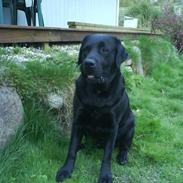 Labrador retriever Frodo