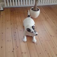 Jack russell terrier Jack