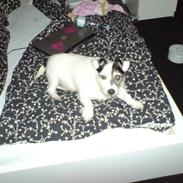 Jack russell terrier Jack