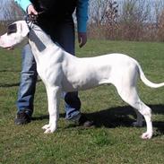 Dogo argentino PPC Heffer