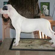 Dogo argentino PPC Heffer