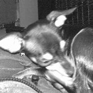 Blanding af racer Martini (Tini)