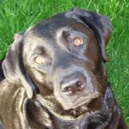 Labrador retriever Gaia