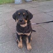 Blanding af racer Sofus