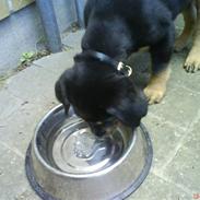 Blanding af racer Sofus