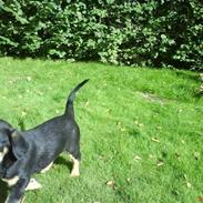 Blanding af racer Sofus