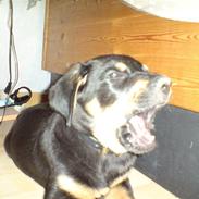 Blanding af racer Sofus