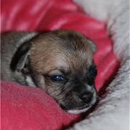 Chihuahua Lerche`s Don 