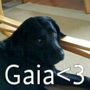 Labrador retriever Gaia