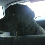 Labrador retriever Gaia