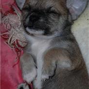 Chihuahua Lerche`s Don 