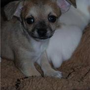 Chihuahua Lerche`s Don 