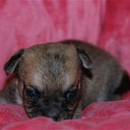 Chihuahua Lerche`s Don 