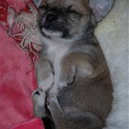 Chihuahua Lerche`s Don 