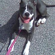 Amerikansk staffordshire terrier Kia