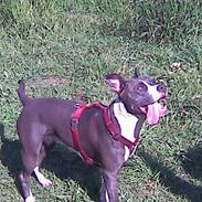 Amerikansk staffordshire terrier Kia