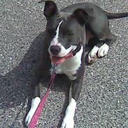 Amerikansk staffordshire terrier Kia