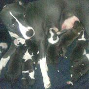 Amerikansk staffordshire terrier Kia