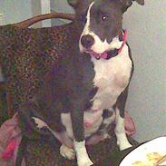 Amerikansk staffordshire terrier Kia