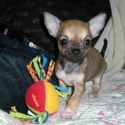 Chihuahua Lille puslings FRIDA