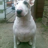 Bullterrier Bertha