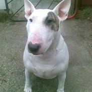 Bullterrier Bertha