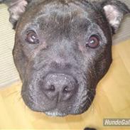 Staffordshire bull terrier Manse