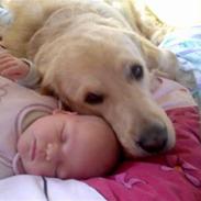 Labrador retriever chicko 