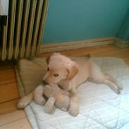 Labrador retriever chicko 