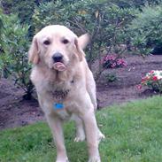 Labrador retriever chicko 