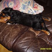 Cavalier king charles spaniel cæsar d 2