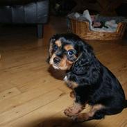 Cavalier king charles spaniel cæsar d 2