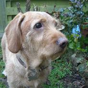 Basset fauve de bretagne Krauholt Kathleen