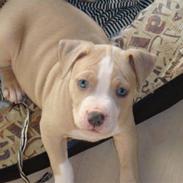 Amerikansk staffordshire terrier Zurk