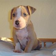 Amerikansk staffordshire terrier Zurk