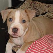 Amerikansk staffordshire terrier Zurk