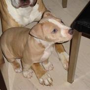 Amerikansk staffordshire terrier Zurk