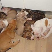 Amerikansk staffordshire terrier Zurk