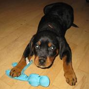 Rottweiler Bella