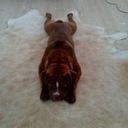 Renascence Bulldogge Charger Rip Sov godt skat.
